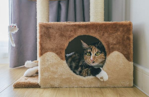 Around Pets