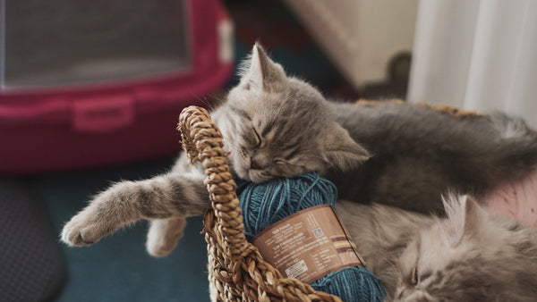 Around Pets