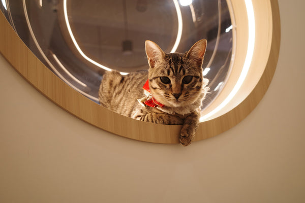Around Pets